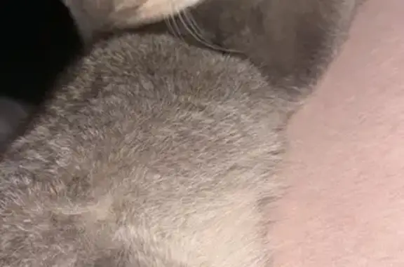 Lost Grey Cat Rumi - Call 4132068542