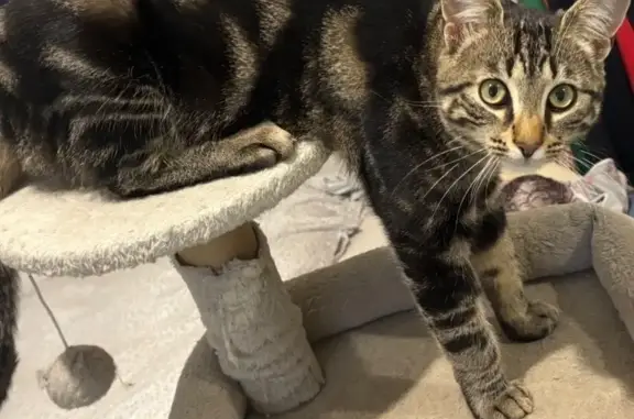Chat perdu à Feigères, Chemin des Poses - photo