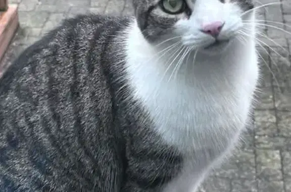 Lost Cat: Brown & White, Hillcrest Ave