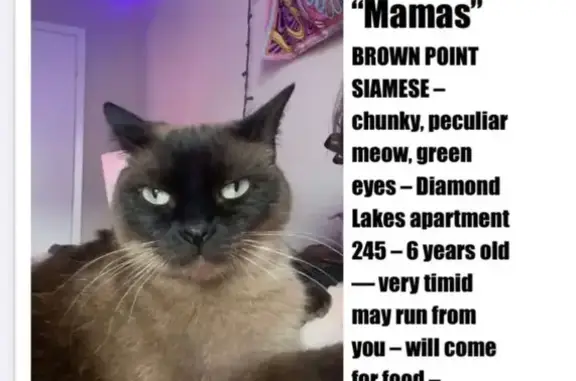 Lost Siamese Cat: Unique Meow in Lafayette