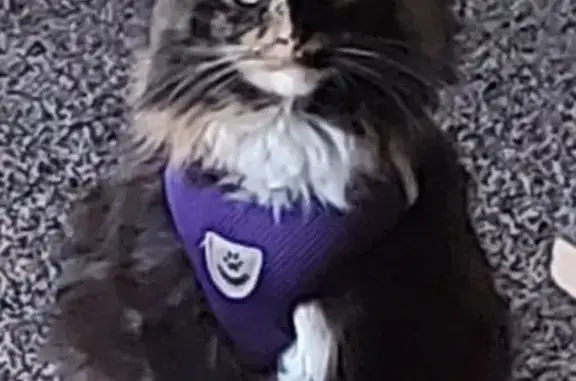 Lost Cat: Fluffy Tail & Sock Paws