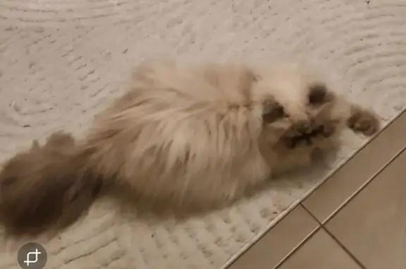 Chatte Persan crème perdue à Gévezé - photo