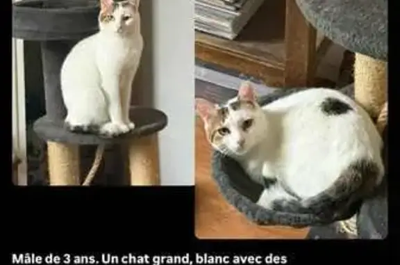 Chat perdu, Lesparre-Médoc, photo: Chat perdu : mâle 3 ans, blanc tacheté