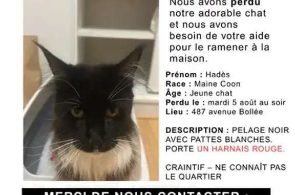 Chat perdu, Le Mans, photo: Maine Coon noir perdu, harnais rouge, Le Mans