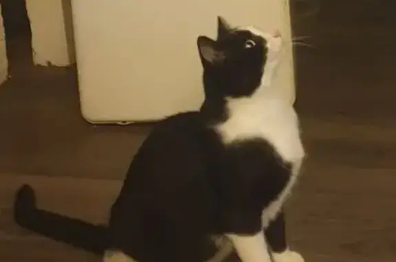 Animaux perdus La Wantzenau, photo: Chat perdu : Bonhomme noir et blanc craintif