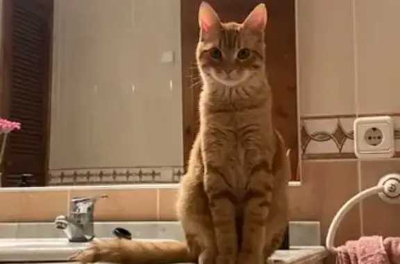 Gatos perdidos, , foto: ¡Ayuda! Gato Ken perdido en Sa Pobla