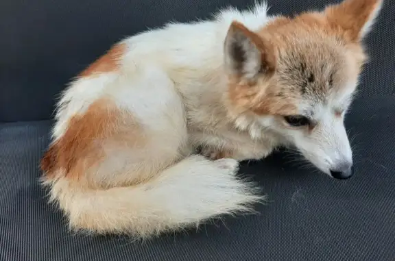 Chien perdu Ambierle, photo : Chien blanc tacheté, collier rouge perdu