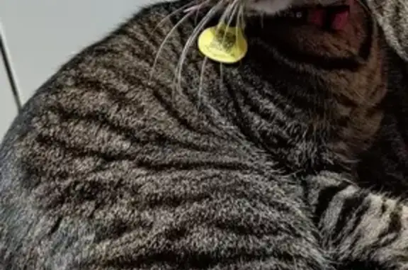 Gatos perdidos, , foto: Se Busca: Gata Cariñosa con Collar Azul