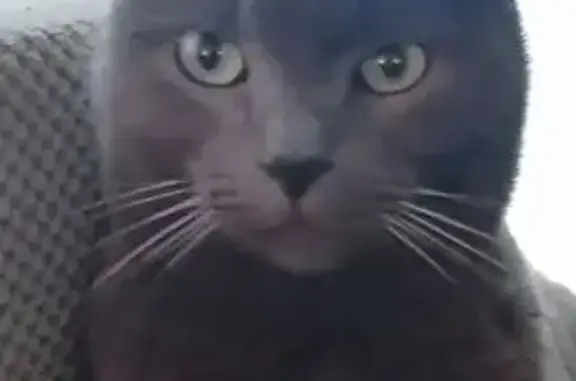 Perdu : Chartreux 7 ans, Rue de la Gare 78 - photo