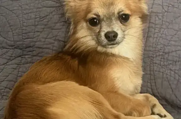 Chien fauve 900g perdu à Sartène - photo
