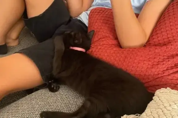Chat trouvé La Roche-sur-Foron, photo: Chat noir trouvé, 4 mois, collier rose