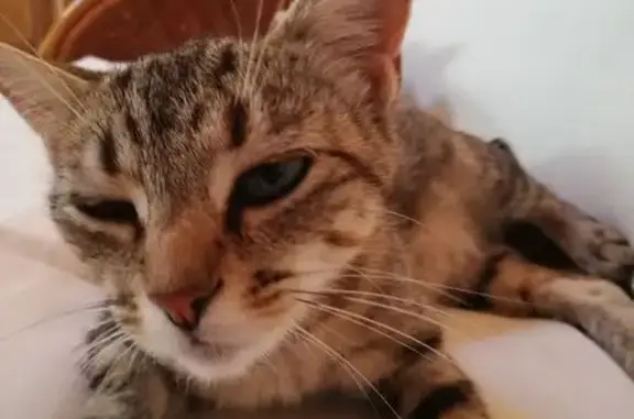 Chat trouvé , photo: Chatte tigrée gestante trouvée à Lignières