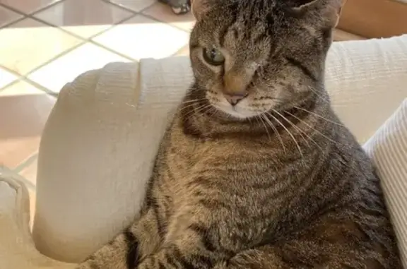 Lost Cat: One-Eyed, Brown & Tan - Lorton