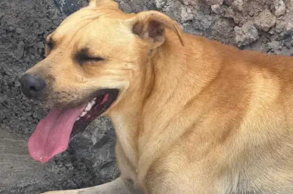 Perro Asustado y Delgado Neces...