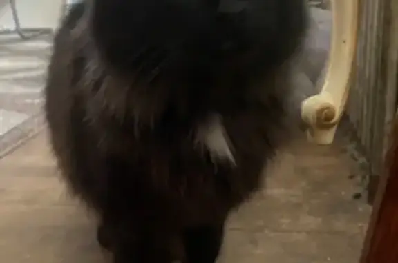 Missing cat Milwaukee, photo: Lost Cat: Brown-Tipped Fur, Milwaukee