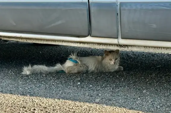Chat trouvé Saint-Parize-le-Châtel, photo: Chat blanc maigre avec harnais turquoise trouvé