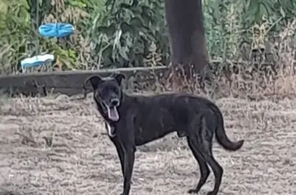 Chien trouvé , photo: Chien errant en Corse, menace pour nos chats
