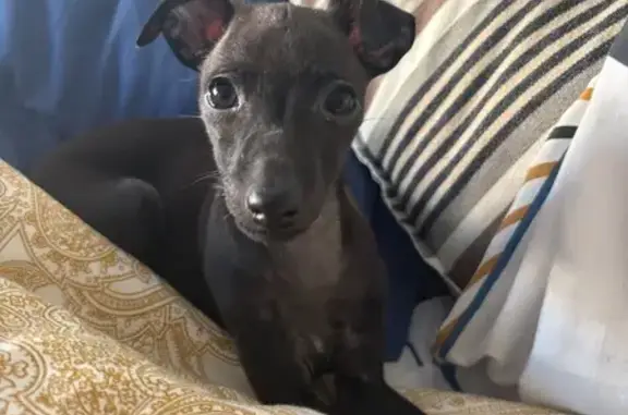 Chien perdu Riedisheim, photo : Chiot noir perdu avec harnais bleu, Riedisheim