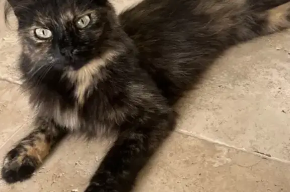 Petite chatte écaille perdue à Longnes - photo