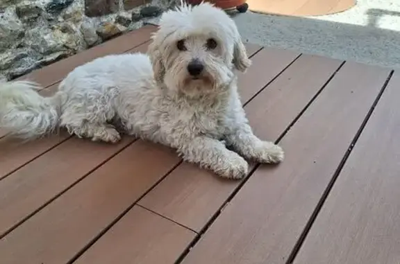 Chien perdu: Coton du Tuléar à Noyal - photo