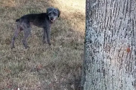 Animaux trouvés , photo: Chien tondu trouvé à Domérat, craintif