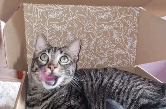 Gatos perdidos, Malaga, foto: ¡Ayuda a encontrar a Noah, gato atigrado!