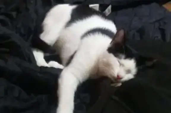 Gato Perdido: Mancha de Mickey Mouse en Argés