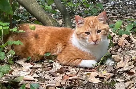 Animaux perdus La Flèche, photo: Chat perdu, calme, Chemin du Moulin de Tessé