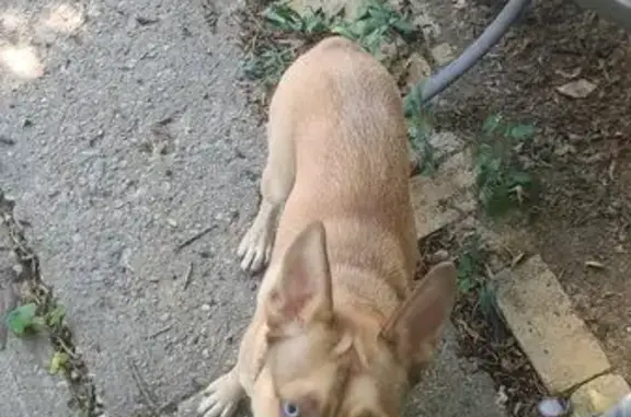 Found dog Columbus, photo: Found: Young Male Dog on South Hampton Rd