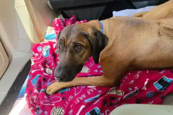 Lost Rhodesian Ridgeback on Octavia Ave