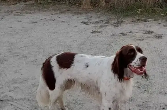Chien trouvé Mesquer, photo: Chien blanc-roux trouvé à Mesquer
