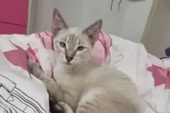 Adorable Gatito Atigrado en Se...