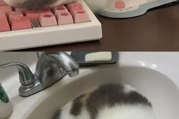 Missing: Friendly Calico Munchkin in Cary