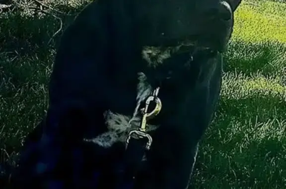 Lost: Friendly Lab-Pit Mix in Ogden