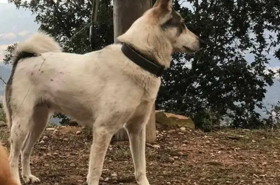 Perra Laika Blanca Perdida en Sant Cebrià