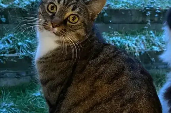 Chat tigré perdu à Dommartin - photo