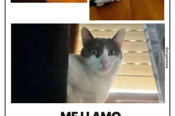Se busca: Gato cariñoso en Alicante