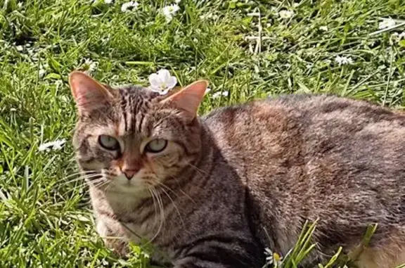 Chatte tigrée perdue à Bretteville-sur-Ay - photo