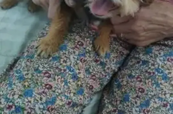 ¡Ayuda! Perro perdido en Cajiz Rural