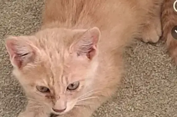 Chat roux épileptique perdu à Saint-Clair - photo
