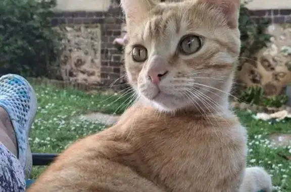 Chat Tigré Roux Perdu à Claville - photo