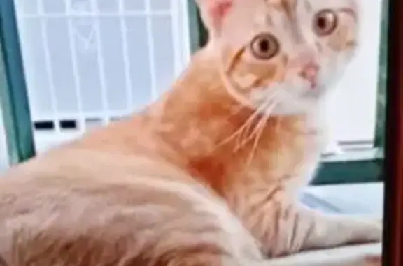 Búsqueda de mascotas, foto: Gato Perdido en Villaverde: Marrón Clarito