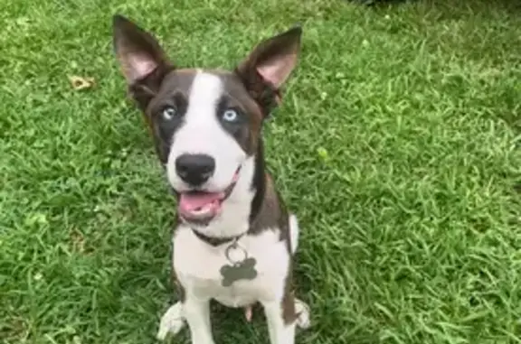 Lost Dog: Brown & White, Blue Eyes
