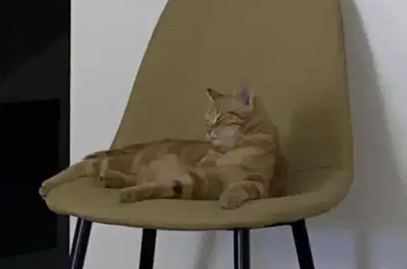 Chat trouvé, Grande Rue, Verneuil-sur-Seine - photo