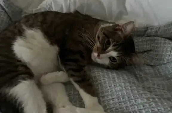 Lost Cat Edgar: Brown & White, Glenview