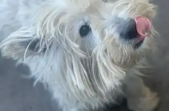 Lost Dog Furgus: Brown Jacket, No Collar