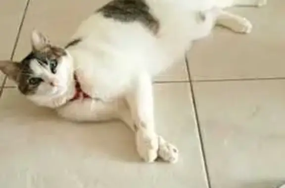 Chat européen blanc/gris perdu à Bragayrac - photo