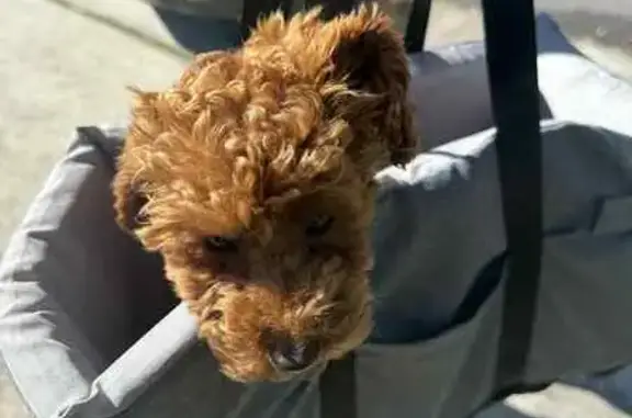 Lost Brown Poodle on Bachell Ave