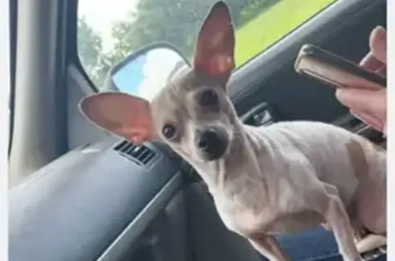 Lost Dog: White with Brown Patches, TX