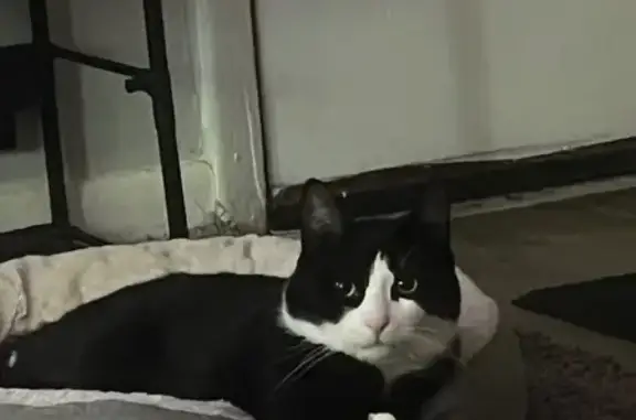Lost Cat: Shy, White Paws, Green Eyes